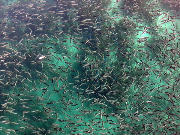 fish swarming on the reef