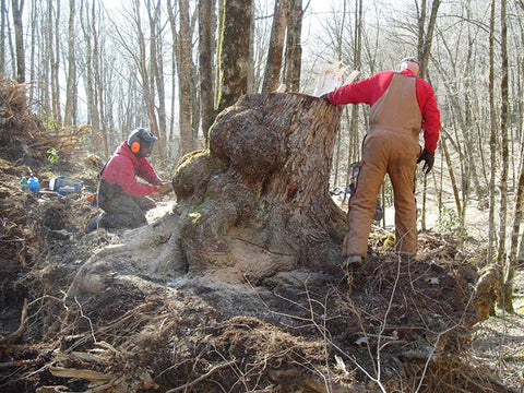 Collecting a Large Burl