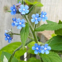 Borage