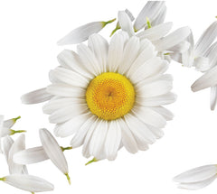 Chamomile Flower