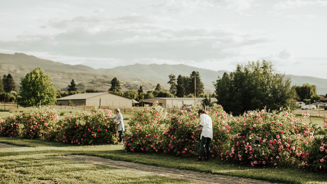 damask rose harvest