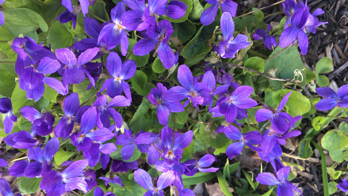 fresh garden violets