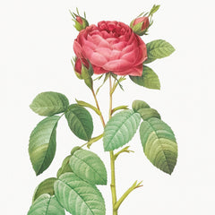 rose of provins