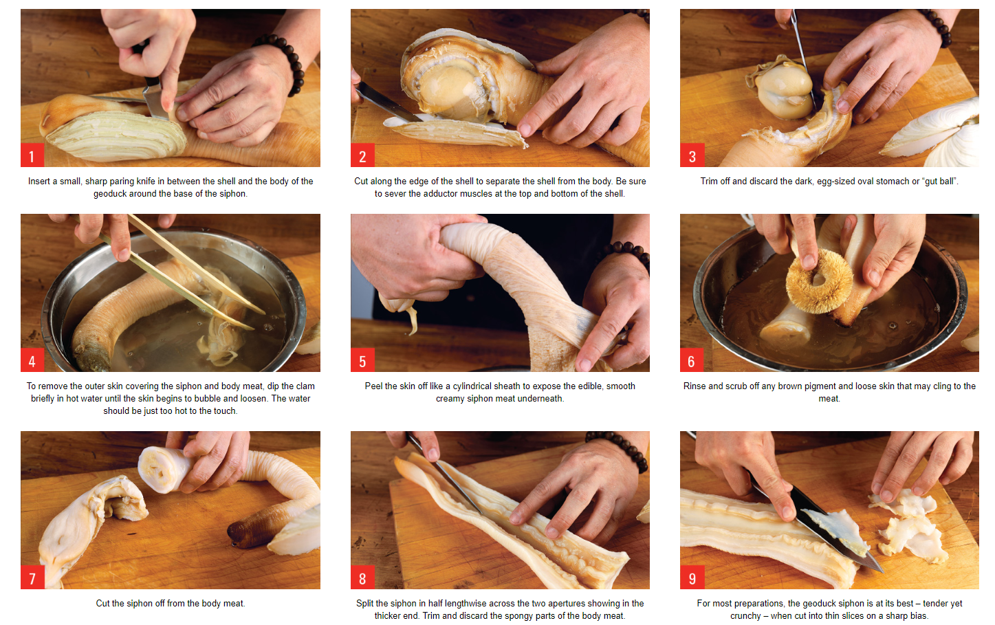 geoduck, live geoduck, how to prepare geoduck, 