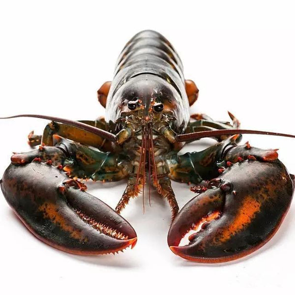 Buy Live Boston Lobster Online Delivery | Evergreen Seafood Singapore