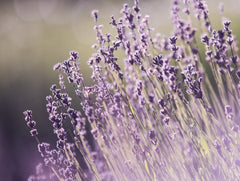 lavender plant