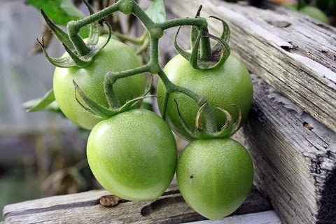  green tomatoes