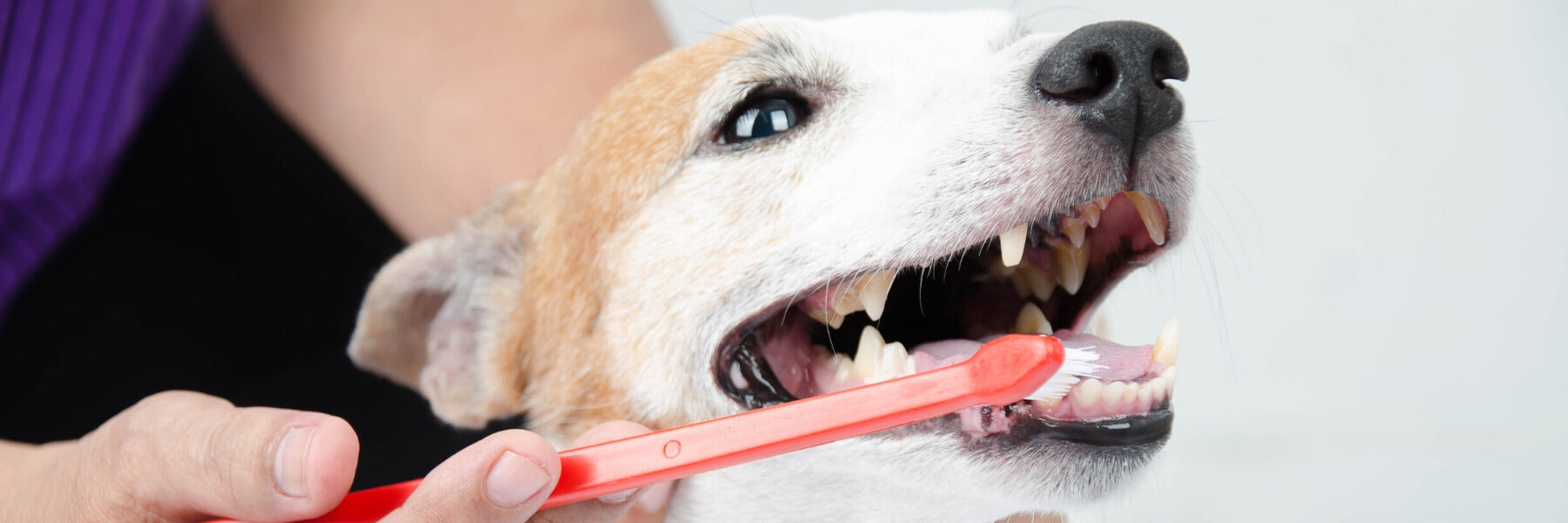 do puppies teeth get sharper