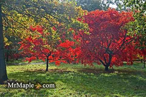 Garden Design with Japanese Maples