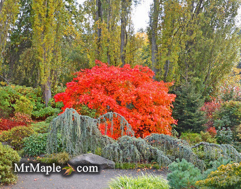 Designing YOUR GARDEN WITH fall color Japanese Maples