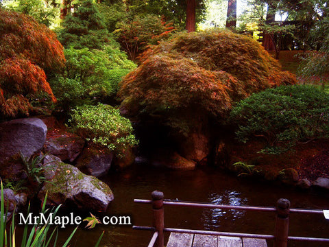Design Your Water Feature Garden With Japanese Maples