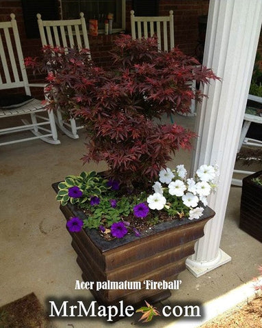 Design Your Container Garden With Japanese Maples