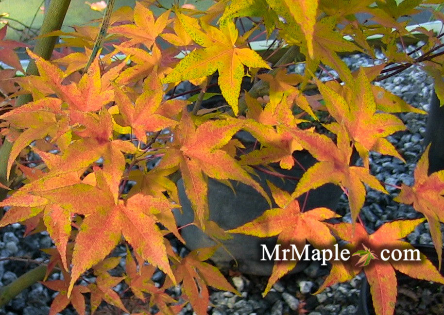 Buy Acer Palmatum Oranges And Lemons Japanese Maple Mr Maple │ Buy 