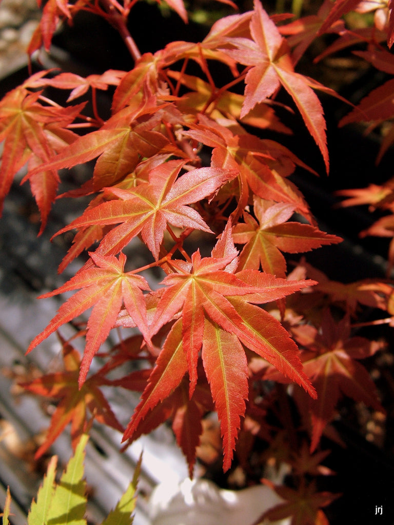 Buy Acer palmatum 'Beni maiko' Japanese Maple – Mr Maple │ Buy Japanese