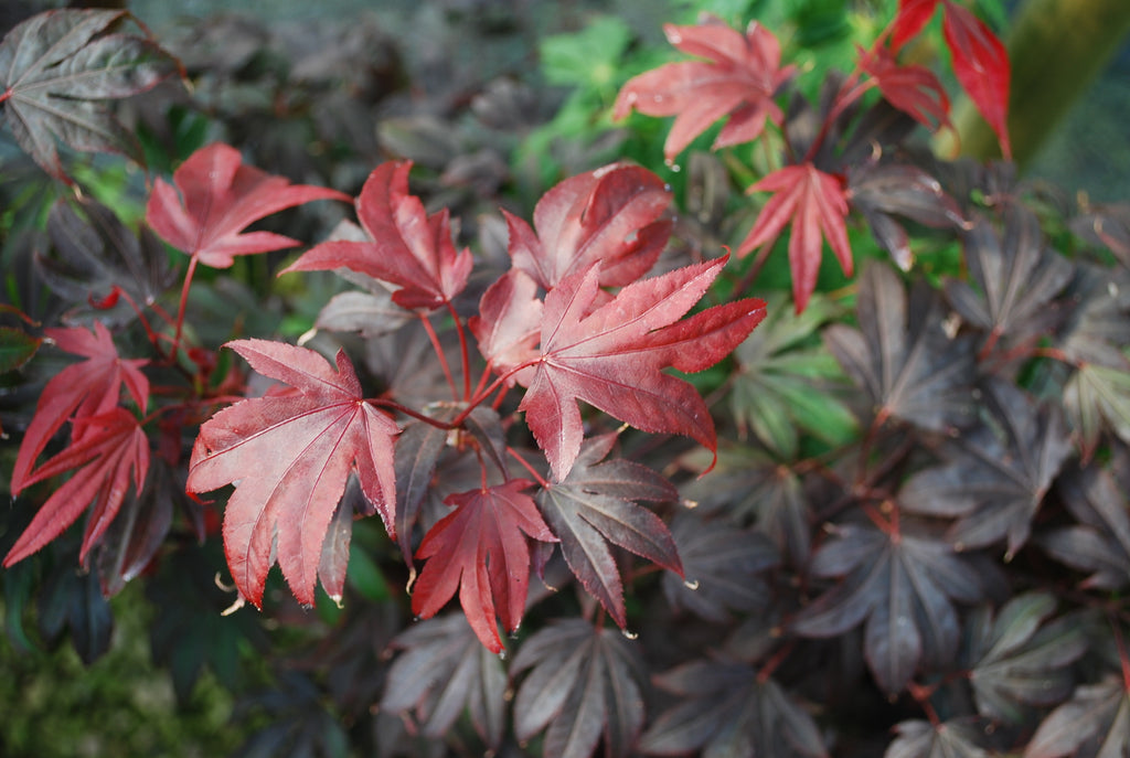 Buy Acer Palmatum Adrians Compact Dwarf Red Japanese Maple Tree Mr 