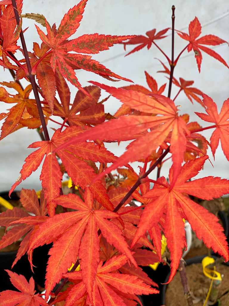 Buy Acer Palmatum Red Delight Japanese Maple Mr Maple │ Buy 1338