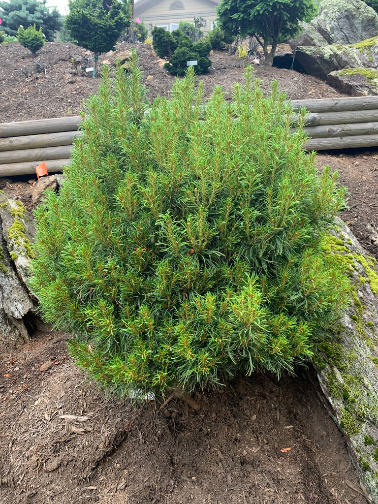 Buy Pinus strobus 'Vercurve' Curly White Pine – Mr Maple │ Buy Japanese
