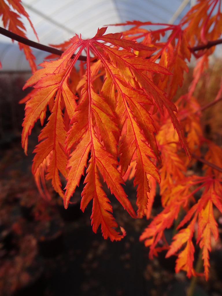 Buy Acer Palmatum Jeddeloh Orange Weeping Japanese Maple Mr Maple 