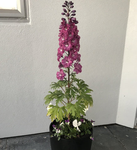 New Zealand hybrid mini delphinium in a pot