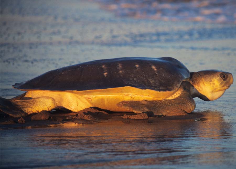 Flatback Sea Turtle