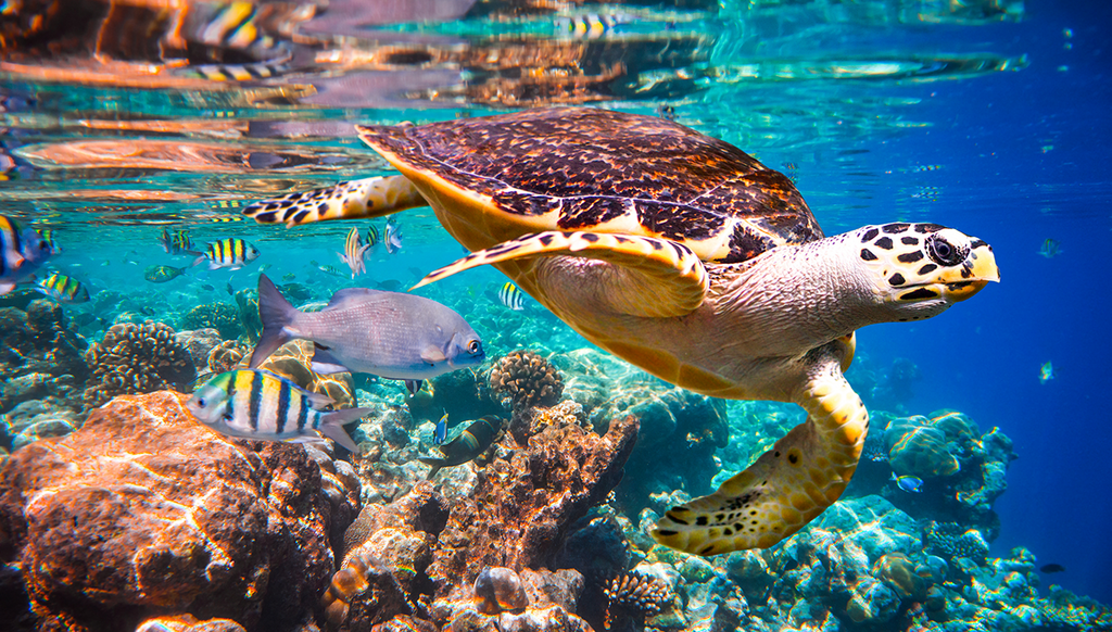 Hawksbill Sea Turtle
