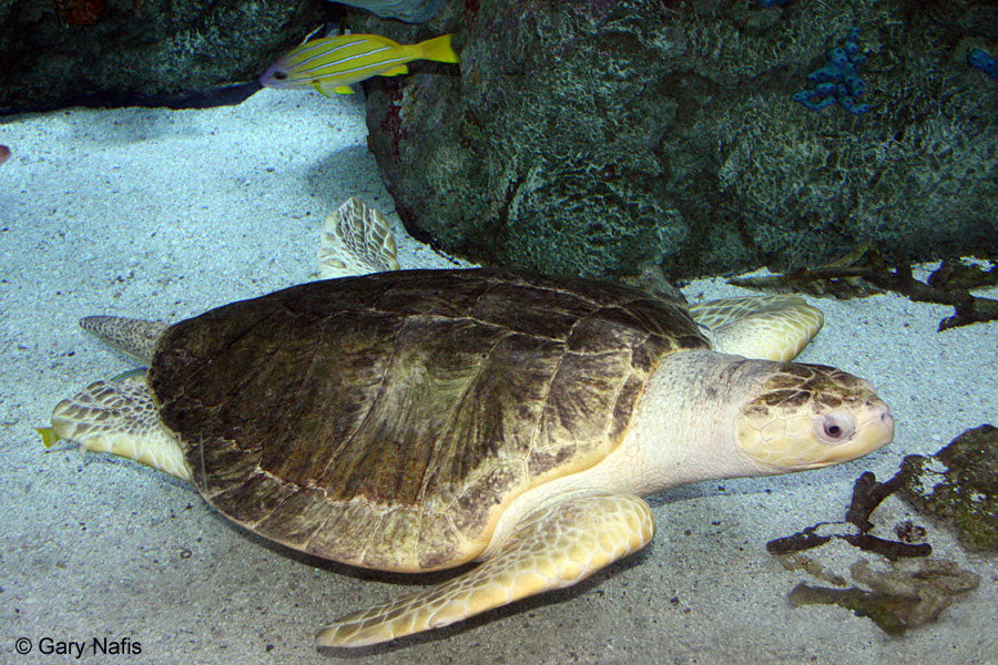 Olive Ridley Sea Turtle