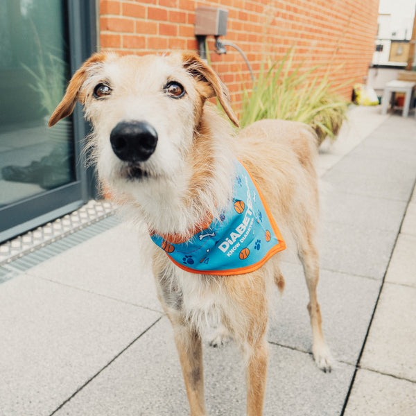 dog bandana collar uk