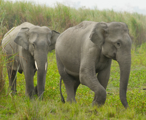 save the Asian elephants