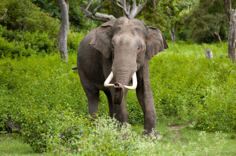 Save the asian Elephants