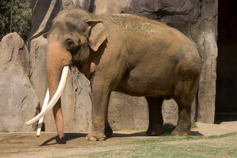 Save the Asian elephants 