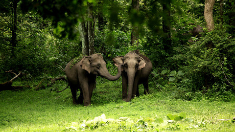 Elephants