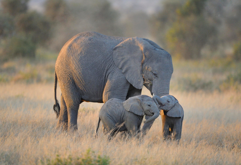 Saving the gentle giants