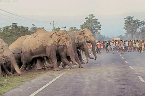 Save the ASian Elephants