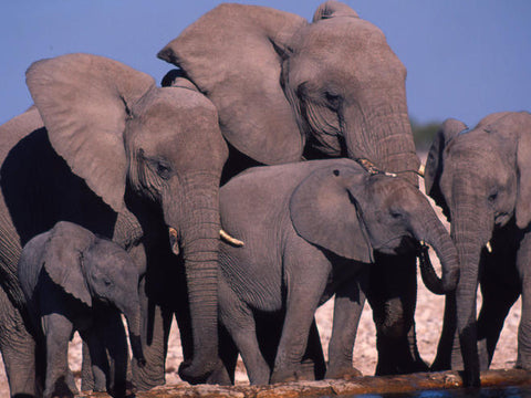 ABout African Elephants