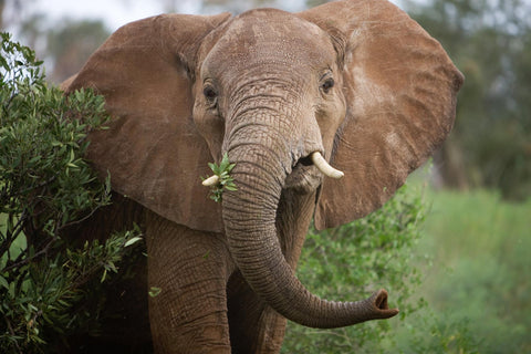 ABout African Elephants
