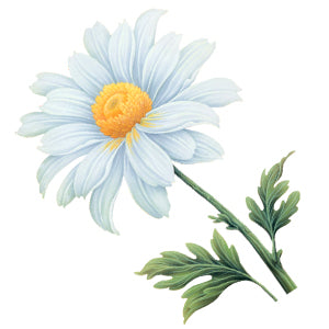 Chamomile