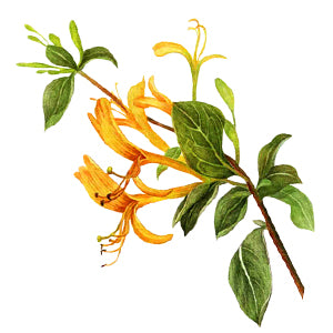 Honeysuckle