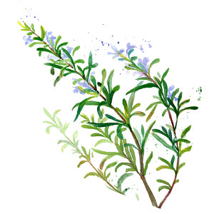 Rosemary