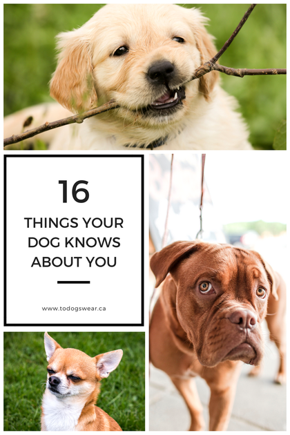 16 THINGS YOUR DOG KNOWS ABOUT YOU