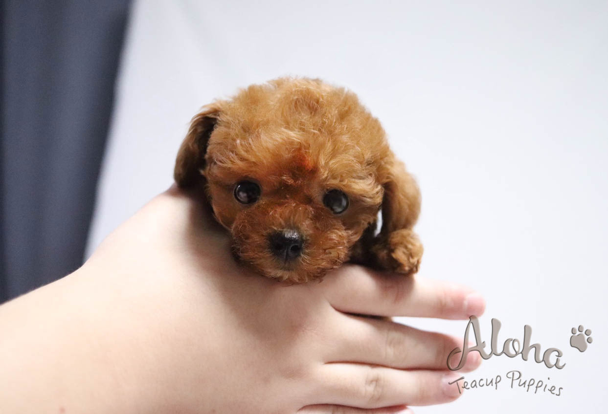 teddy bear toy poodle