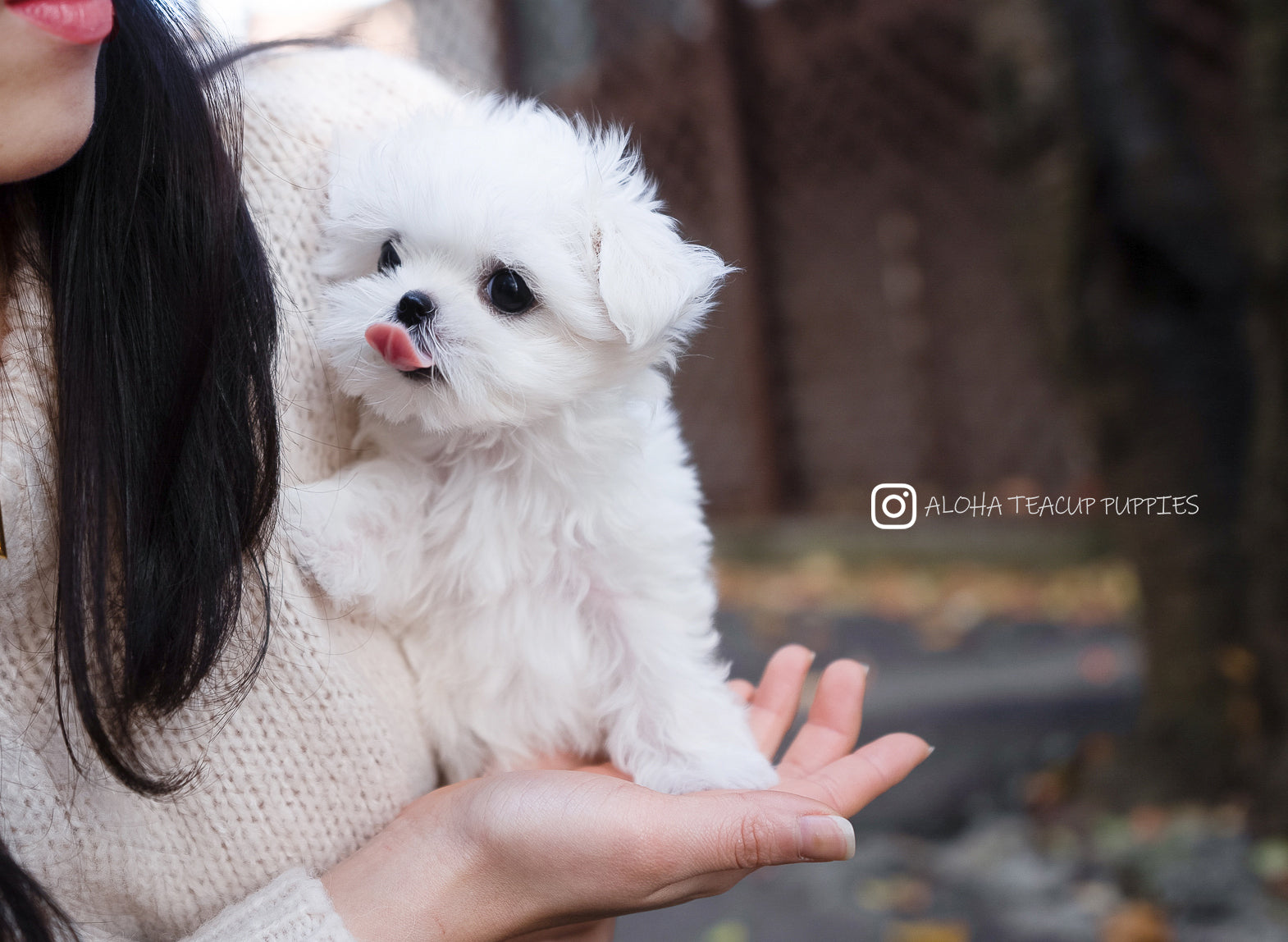 how big do rolly teacup dogs get