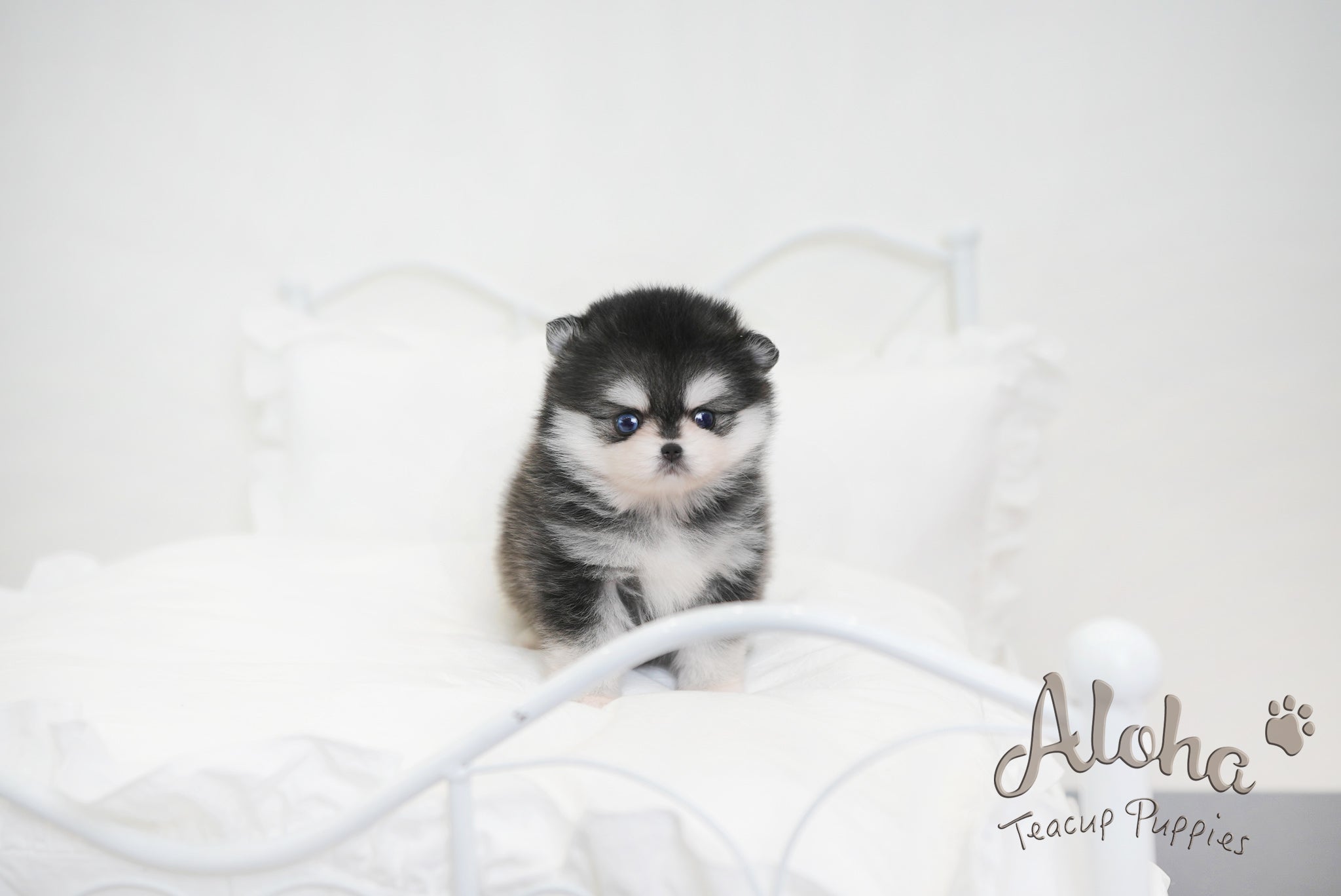 what is a teacup pomsky
