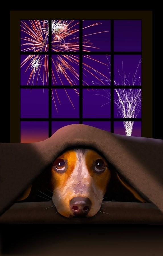 What to do when your dog develops a fear of fireworks