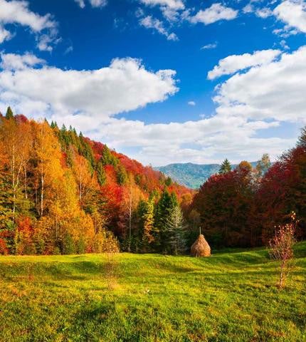 Scenic Backdrops Trees Parks Woodland Backdrops Leaf Backdrop Fall Backdrops Beautiful Backdrops Scenic Backdrops J03483