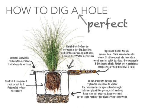 How to dig a perfect hole for planting your California Wild Plants