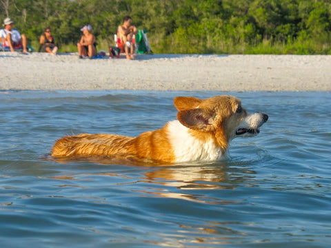 Dog Beach Key West Florida