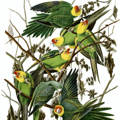Carolina Parakeets Painted by John James Audubon (LEO Design)