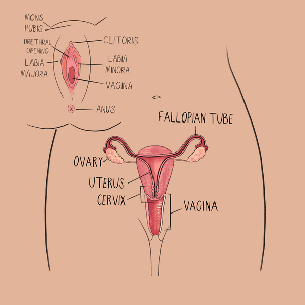 Anatomical Drawing of the Vulva, Vagina, and other Reproductive Parts