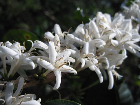 Coffee blossoms on Finca Mi Tazita in Honduras