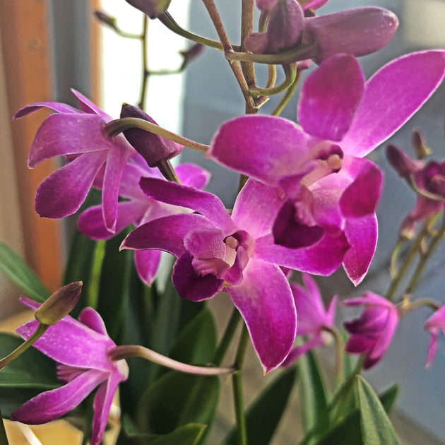 Caring For Your Bamboo Orchid Lazy Flora